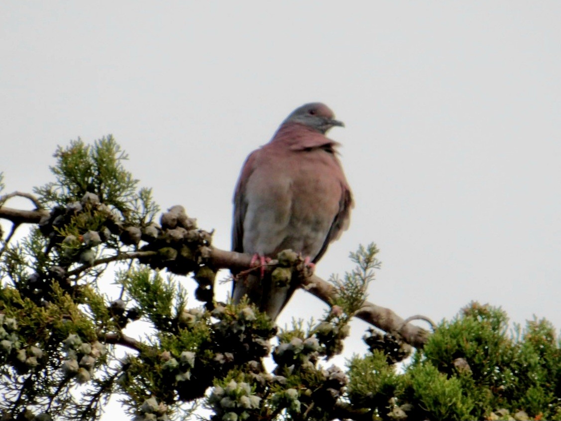 Pale-vented Pigeon - ML614913699