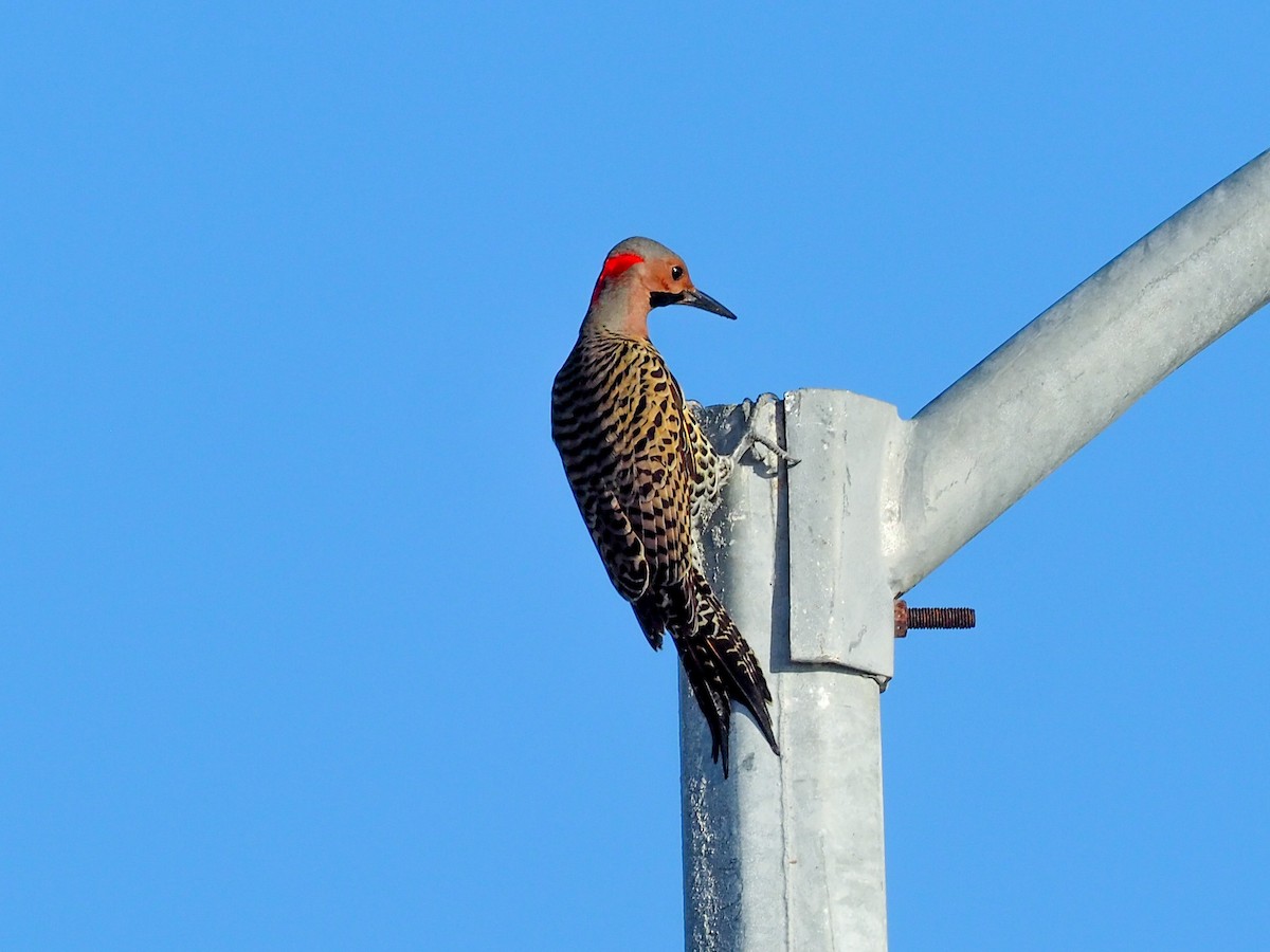 Northern Flicker (Cuban) - ML614913795