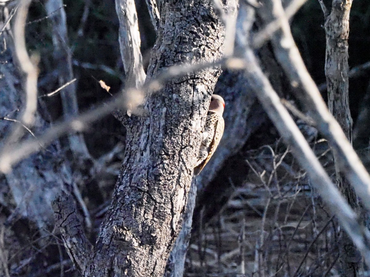 Northern Flicker (Cuban) - Todd Deininger