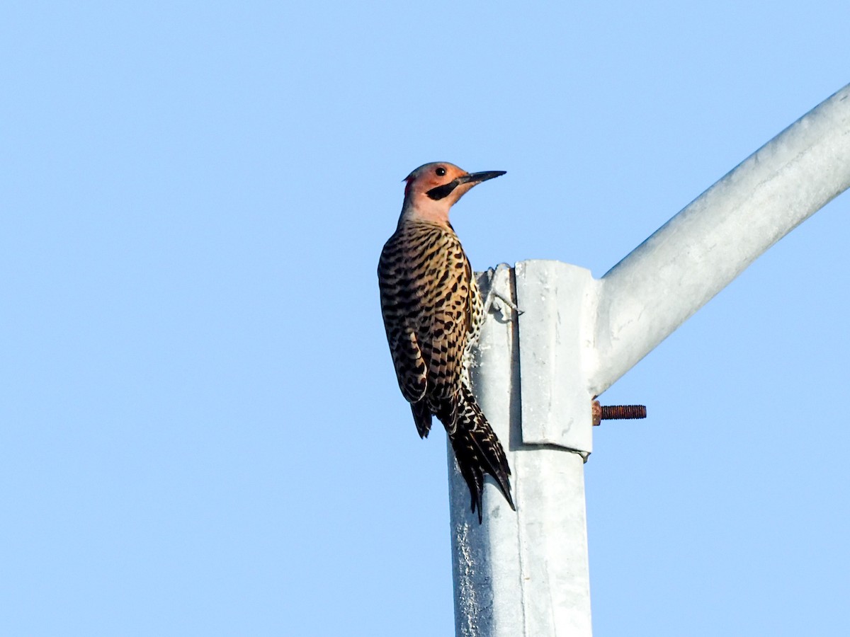 Northern Flicker (Cuban) - ML614913799