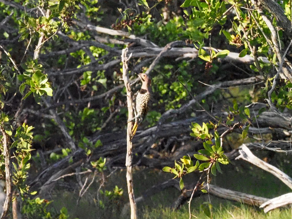 Northern Flicker (Cuban) - ML614913800