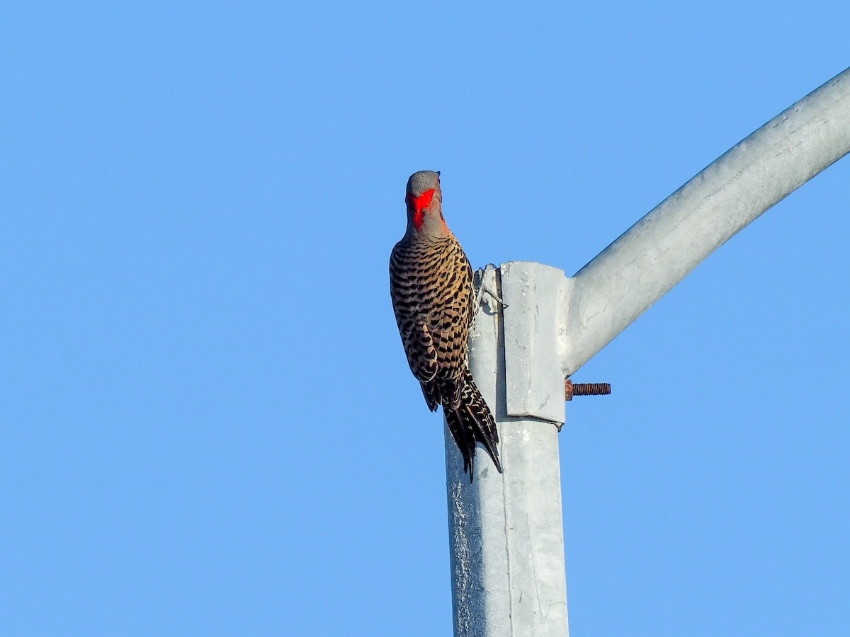 Northern Flicker (Cuban) - Todd Deininger