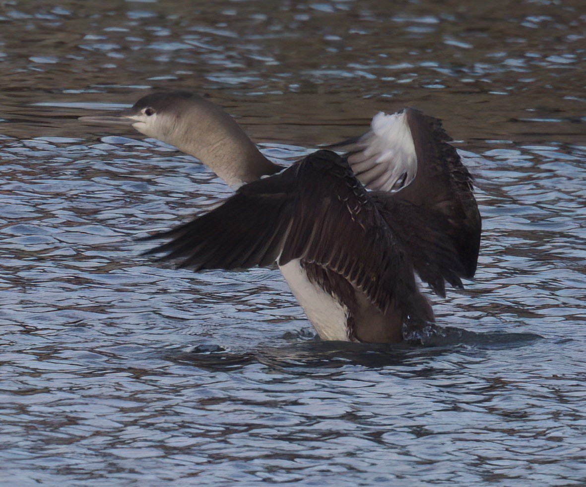 Red-throated Loon - Sean Buchanan