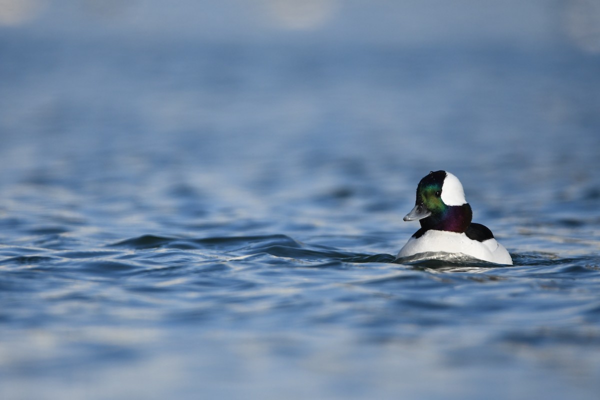 Bufflehead - ML614913983