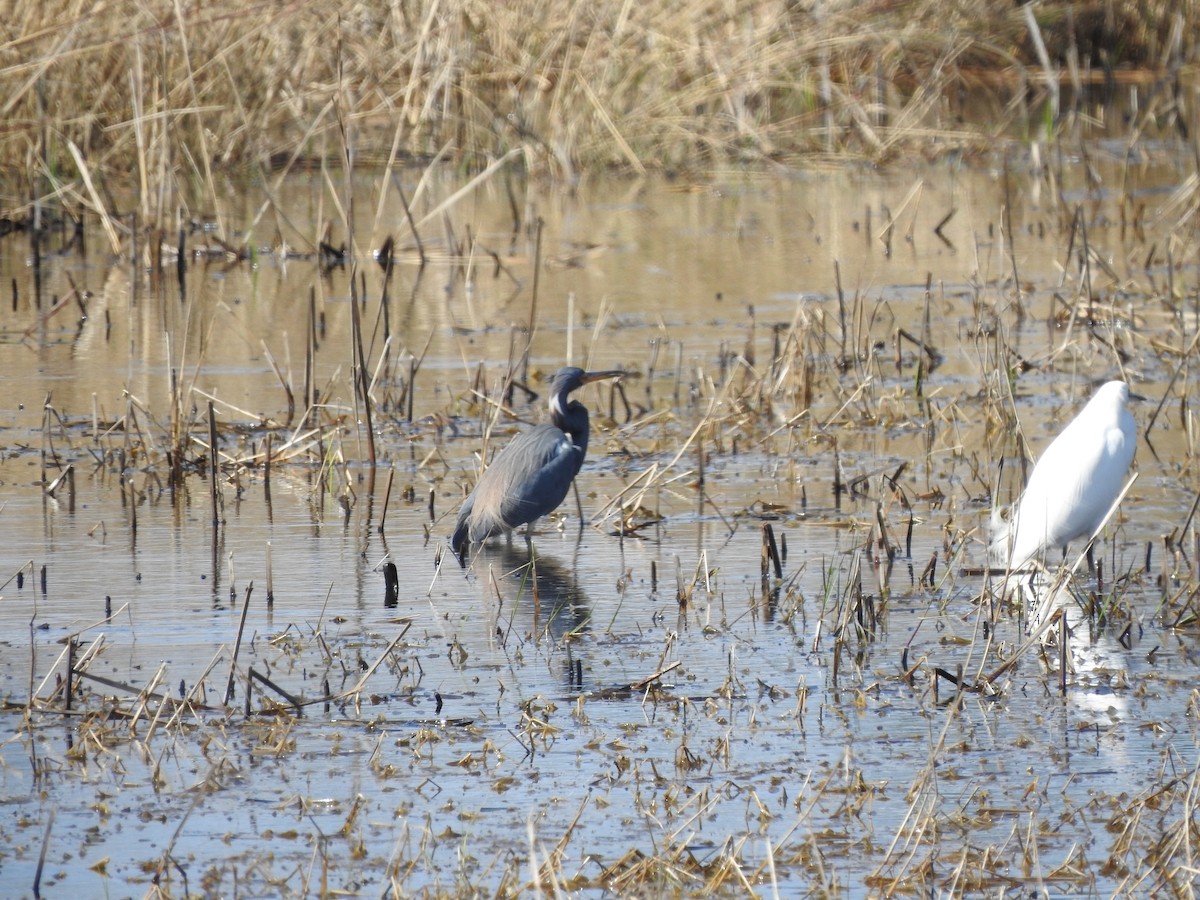 Tricolored Heron - ML614914013