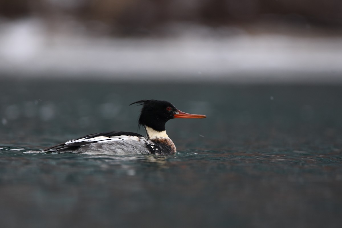 Red-breasted Merganser - Lambert Gauthier