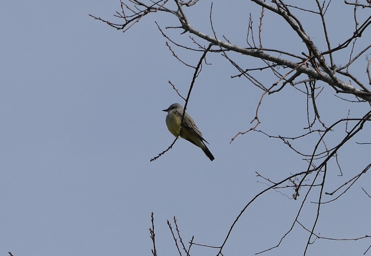 Western Kingbird - ML614914064