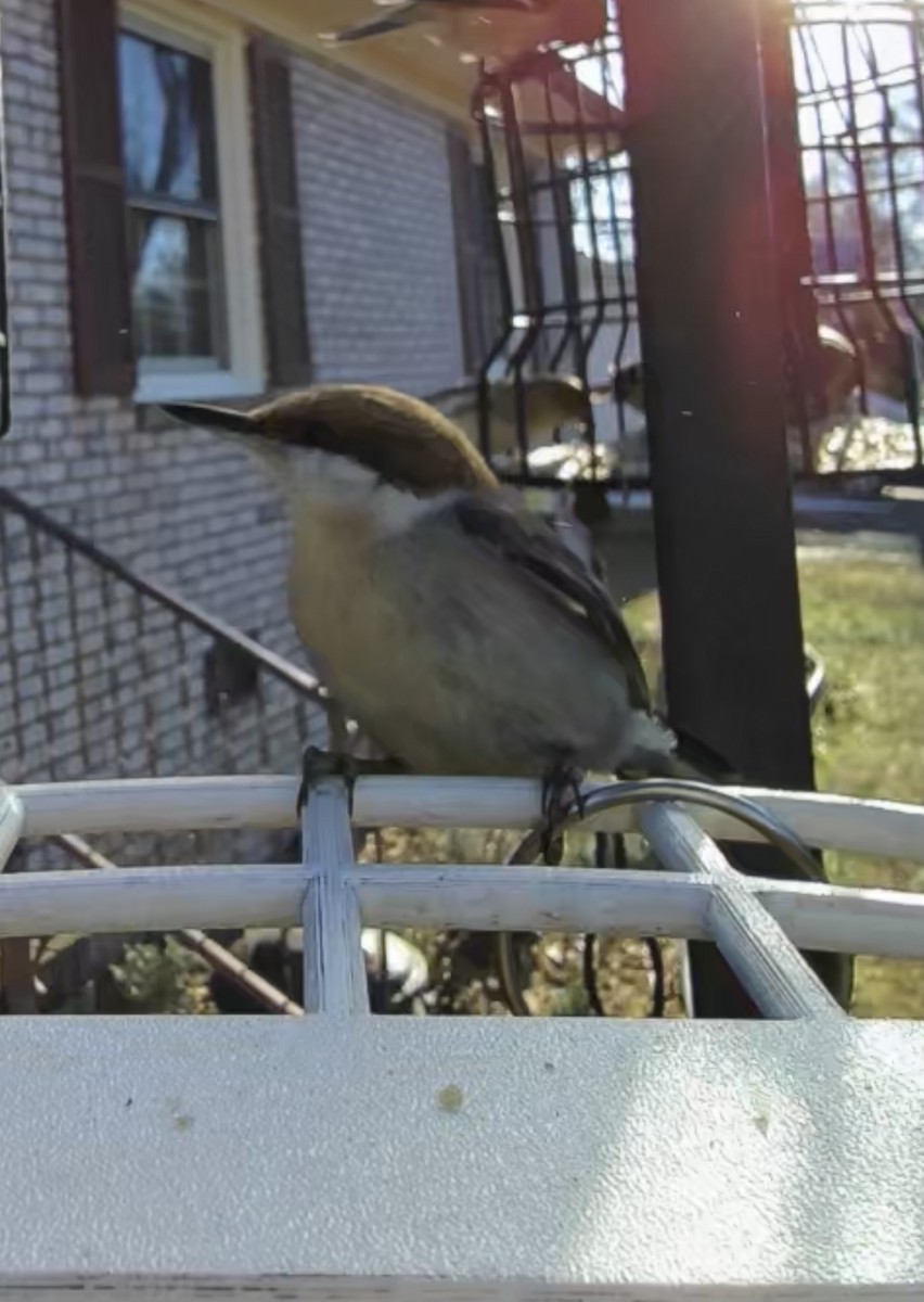 Brown-headed Nuthatch - Ruth Ann McDonald