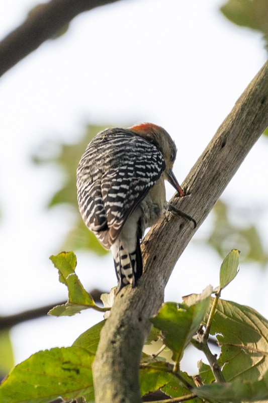 Red-crowned Woodpecker - ML614914163