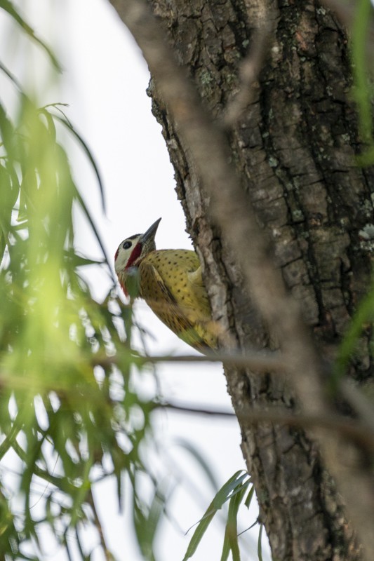 Spot-breasted Woodpecker - ML614914171