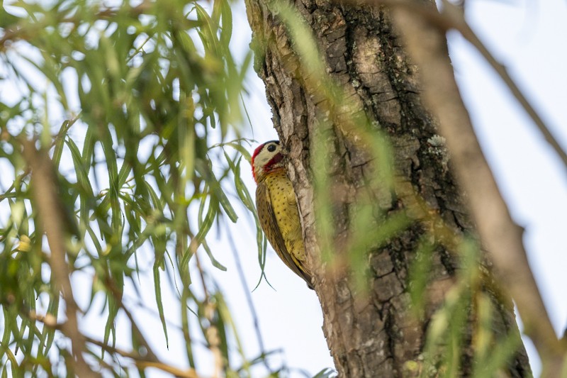 Spot-breasted Woodpecker - ML614914172