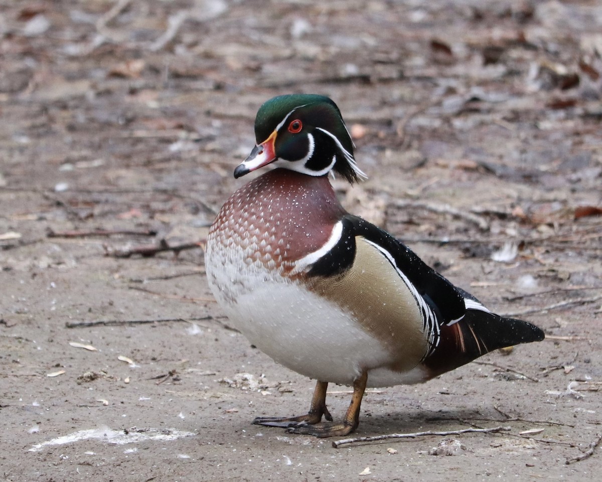 Wood Duck - ML614914200