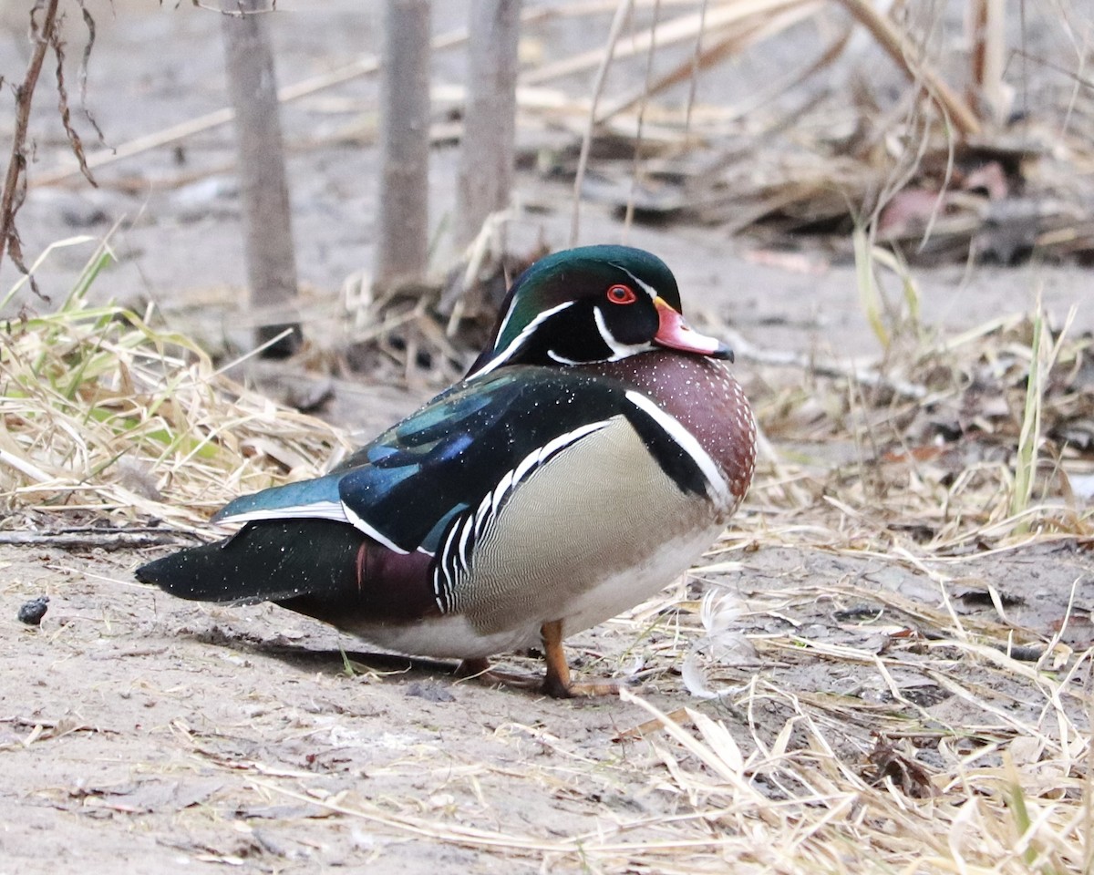 Wood Duck - ML614914201