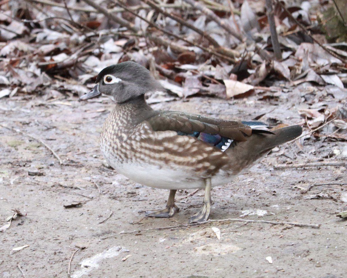 Wood Duck - ML614914203