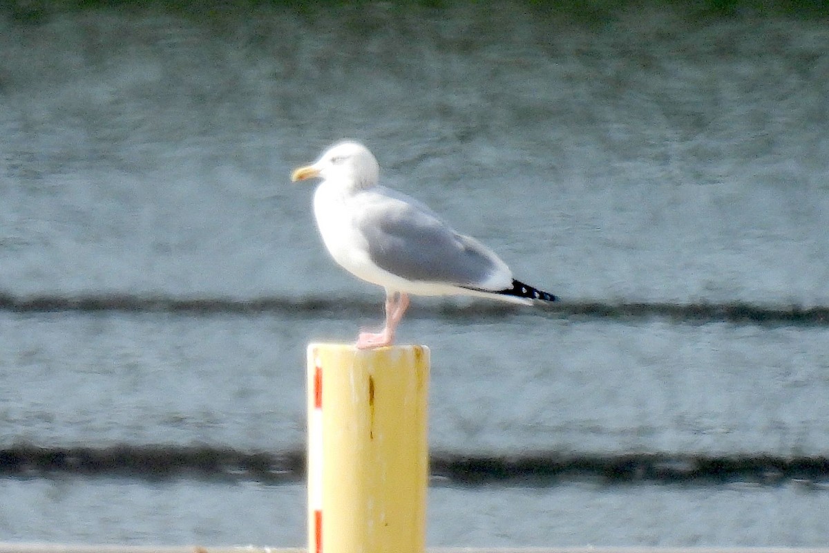 Gaviota Argéntea - ML614914225