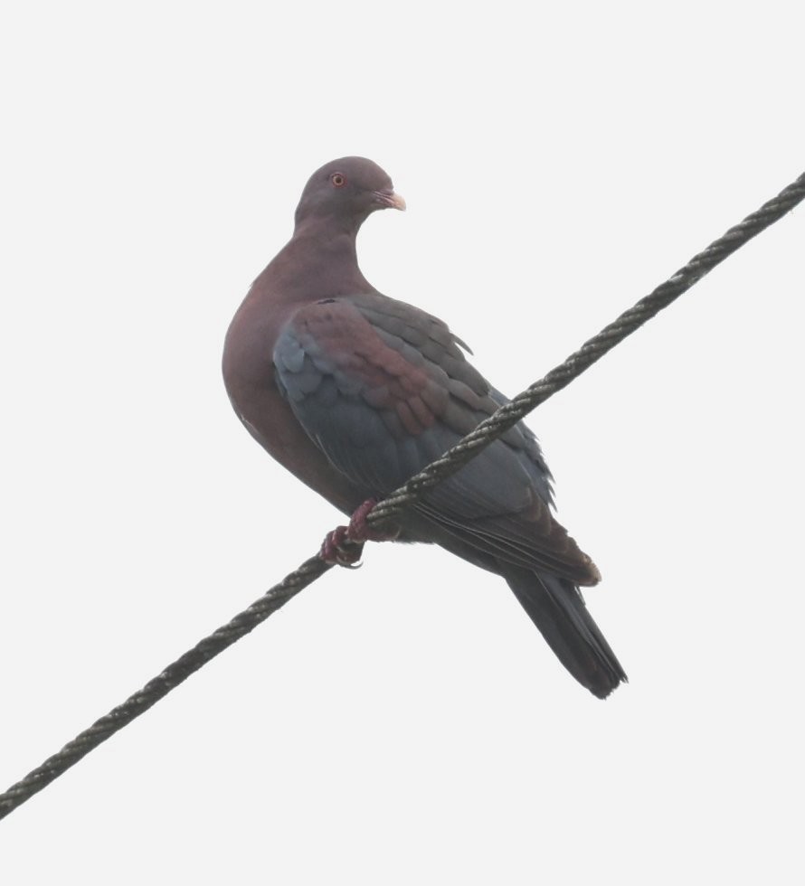 Pigeon à bec rouge - ML614914354