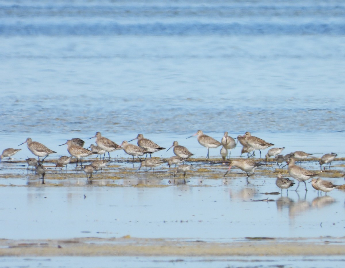 Bar-tailed Godwit - Gordon Rich