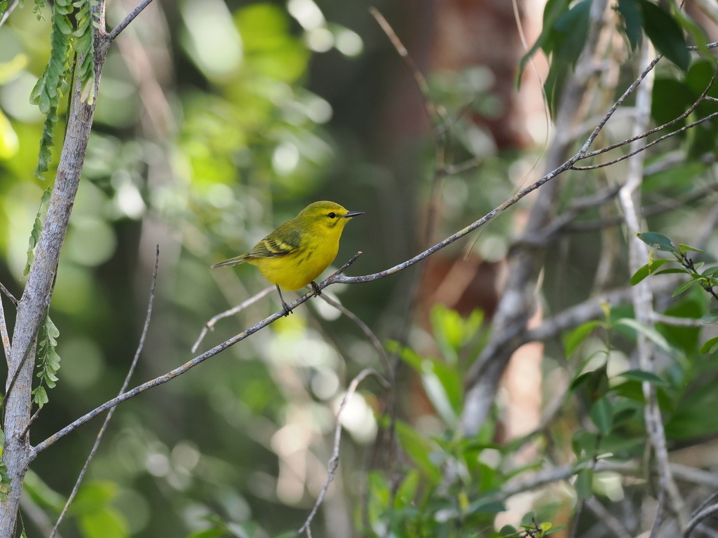 Vitelline Warbler - ML614914370