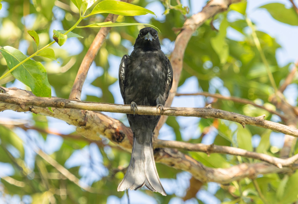 Drongo pailleté - ML614914385