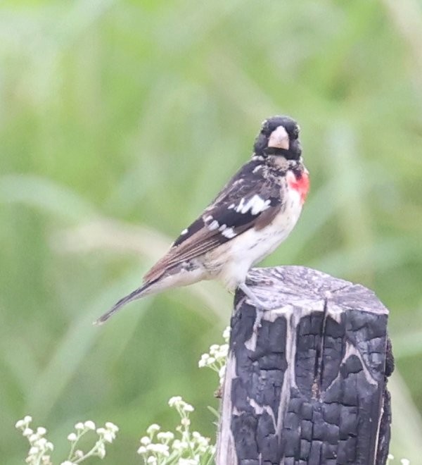 Rose-breasted Grosbeak - ML614914402