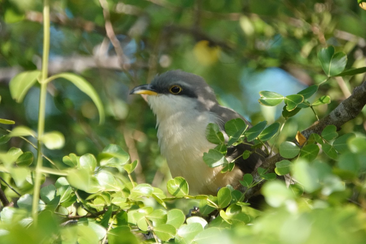 Mangrovekuckuck - ML614914438