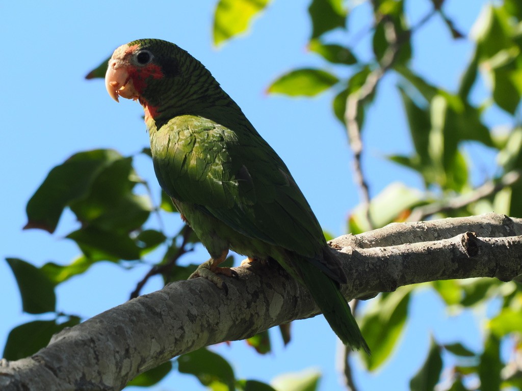 サクラボウシインコ（caymanensis／hesterna） - ML614914457