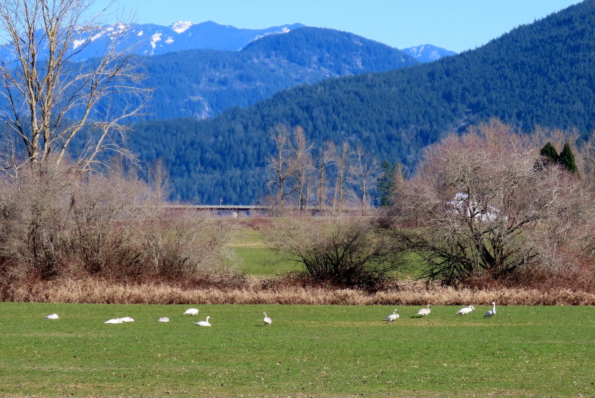 Trumpeter Swan - ML614914506