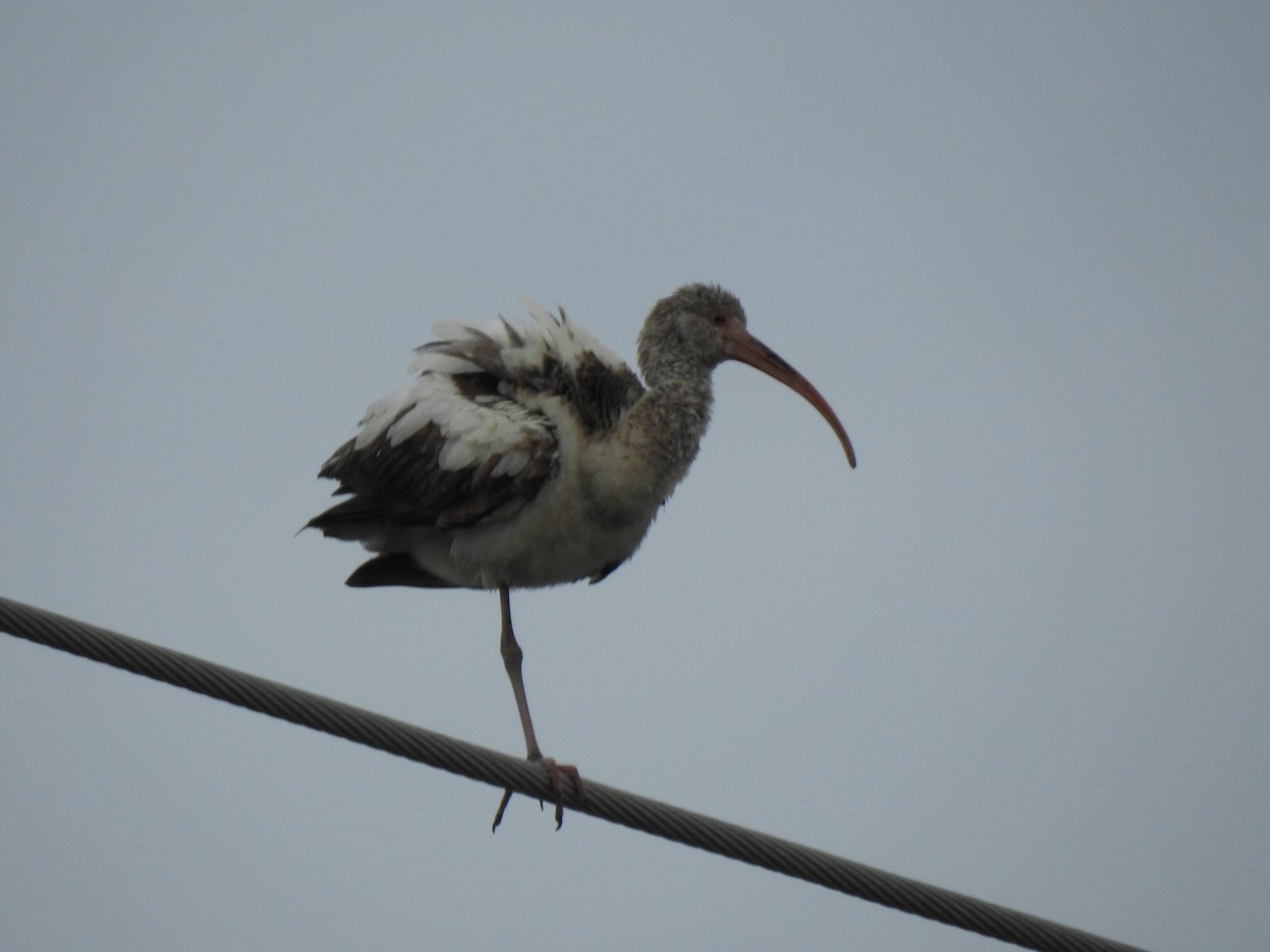 White Ibis - ML614914536