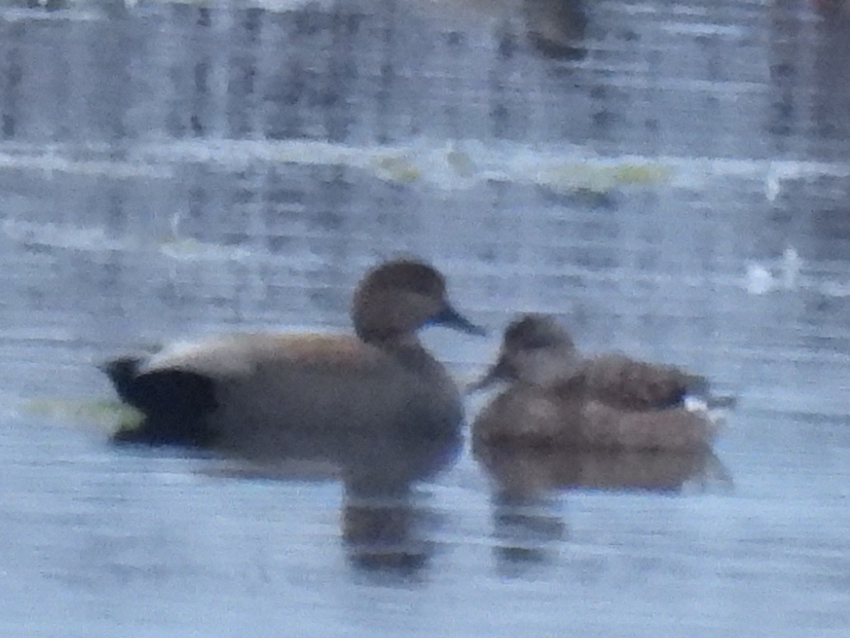 Gadwall - ML614914601