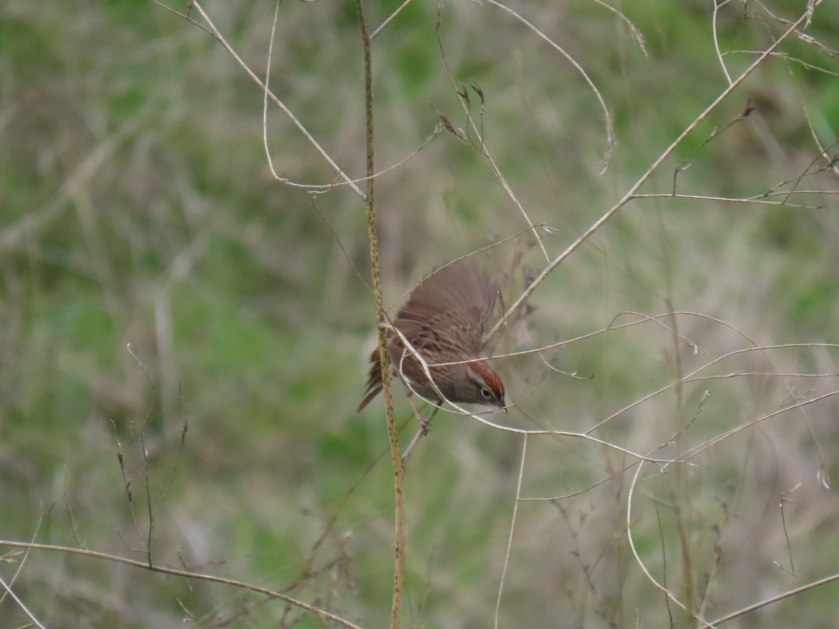 Rufous-crowned Sparrow - Erica Rutherford/ John Colbert