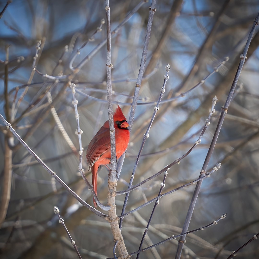 Northern Cardinal - ML614914709