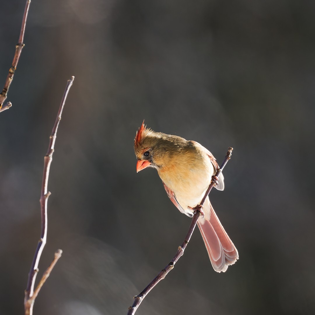 Northern Cardinal - ML614914729