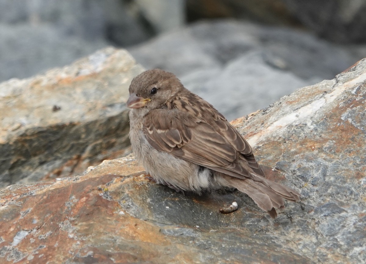 House Sparrow - ML614914756