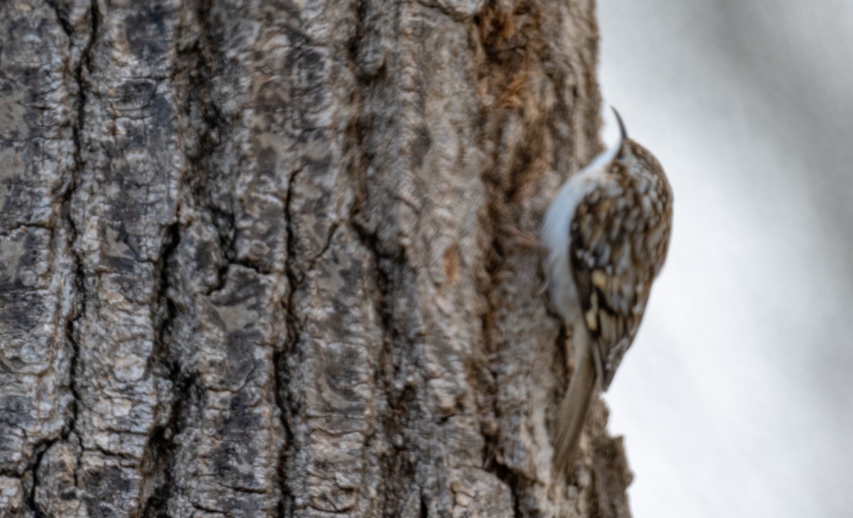 Brown Creeper - Ken Milender