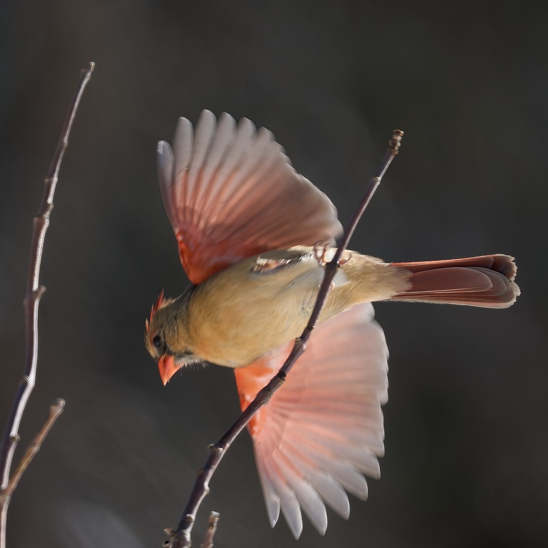 Northern Cardinal - ML614914770