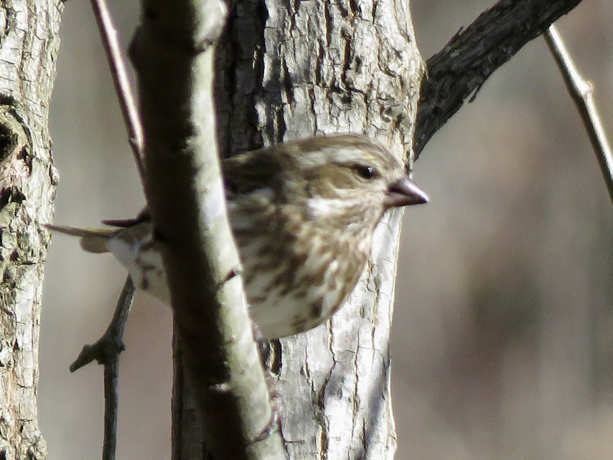 Purple Finch - ML614914771