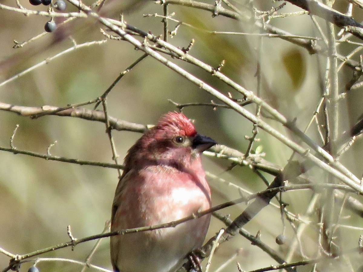 Purple Finch - ML614914772