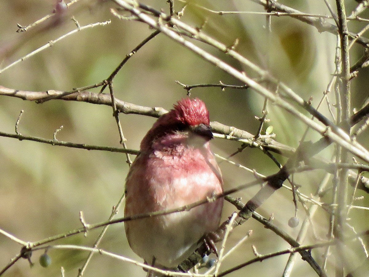 Purple Finch - ML614914773