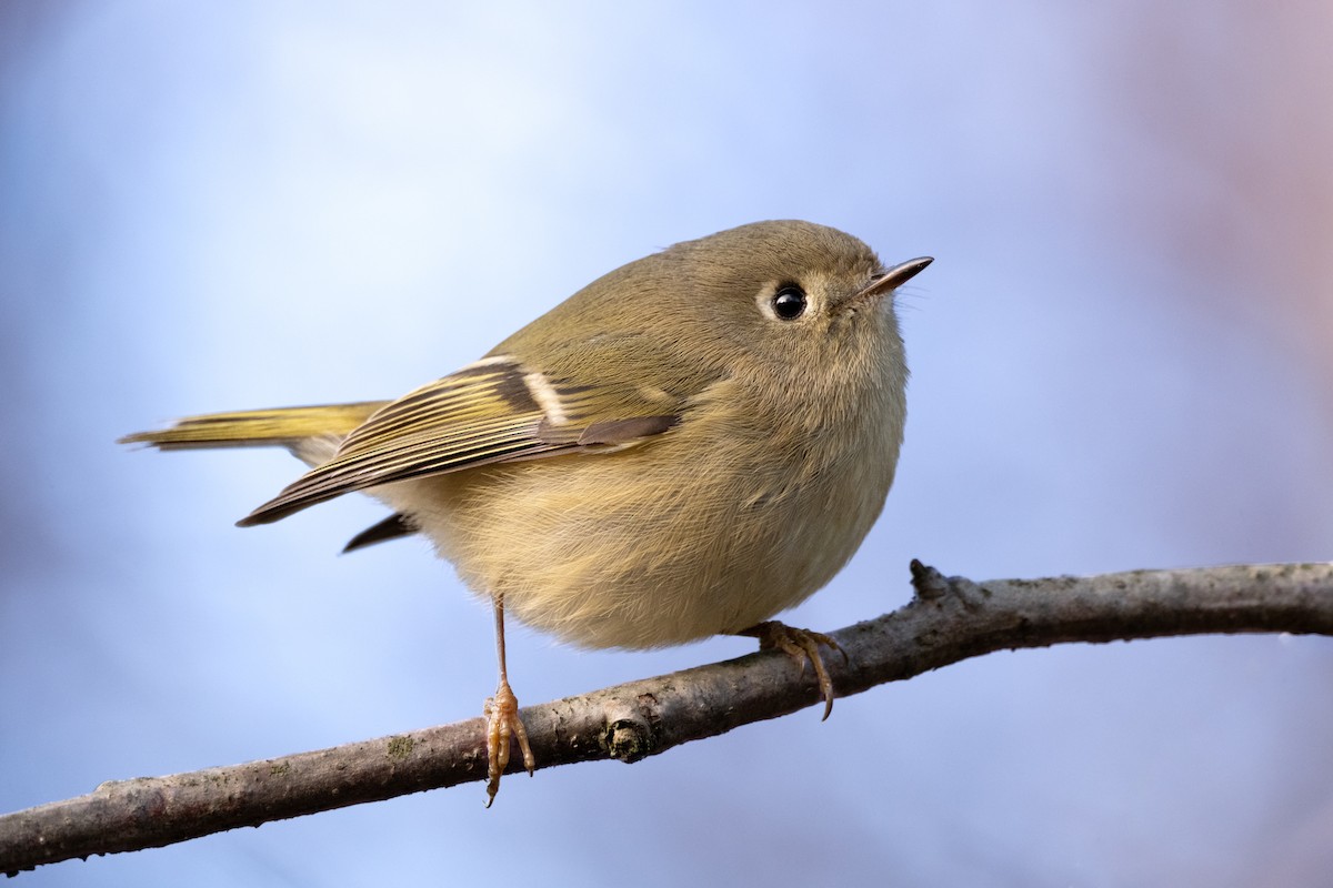 Ruby-crowned Kinglet - ML614914783