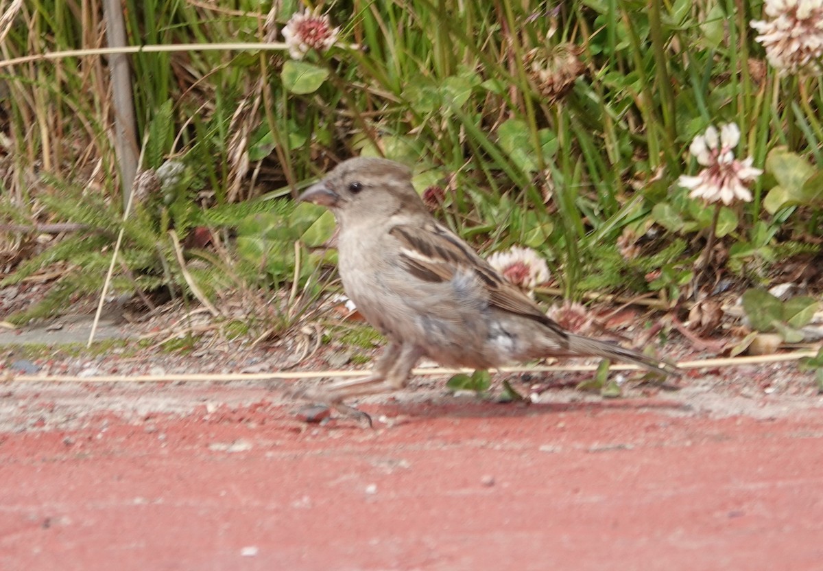 House Sparrow - Graham Ray