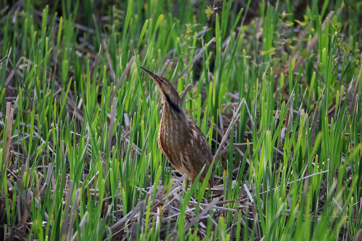 American Bittern - ML61491481