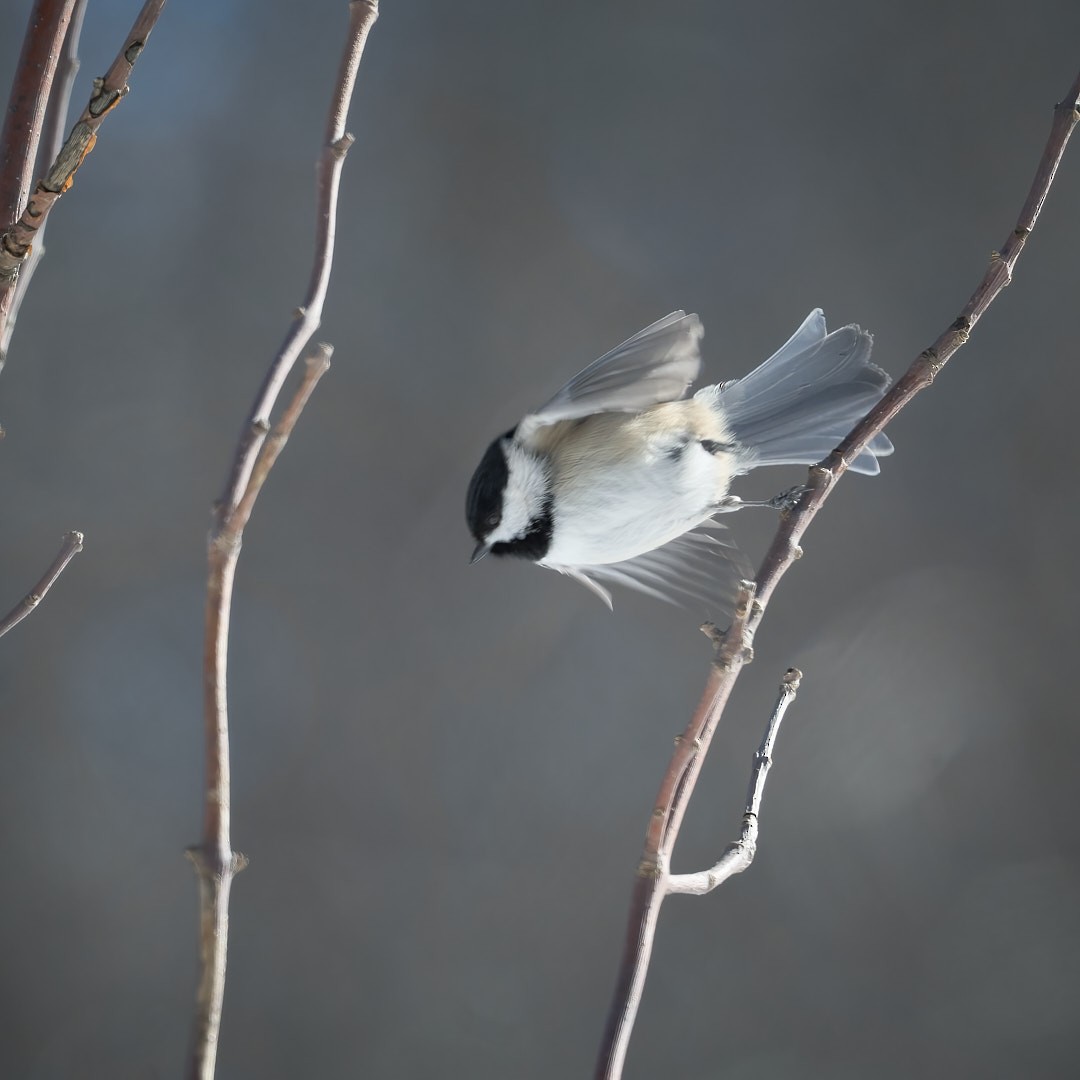 Black-capped Chickadee - ML614914810