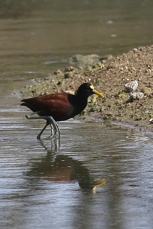 Northern Jacana - Darlene J McNeil