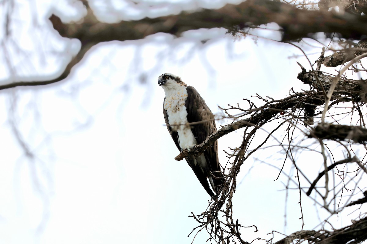 Osprey - Yichuan Jin