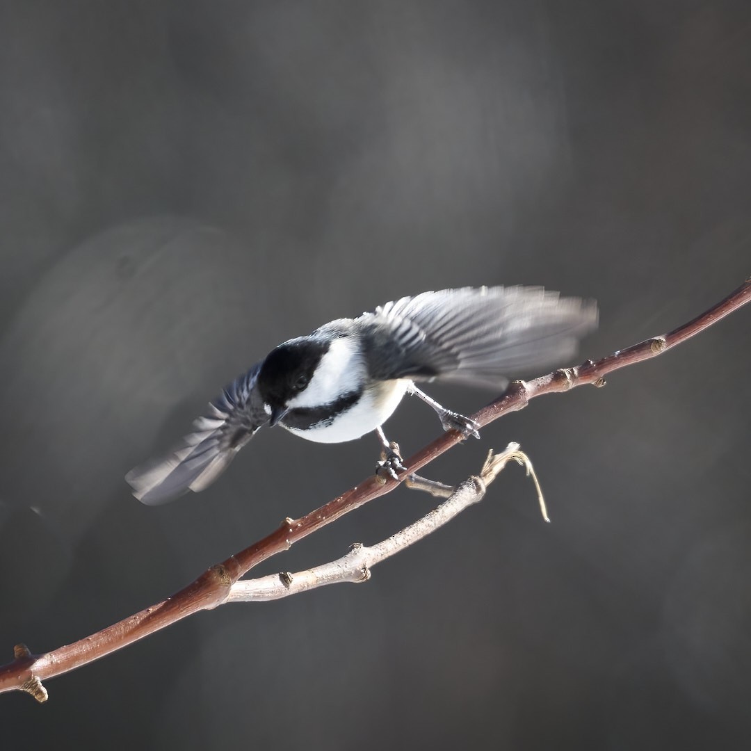 Black-capped Chickadee - ML614914846