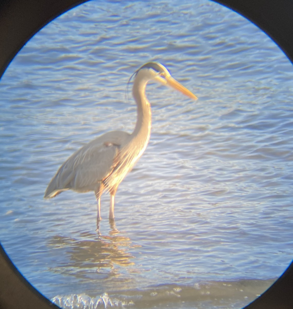 Great Blue Heron - Anonymous