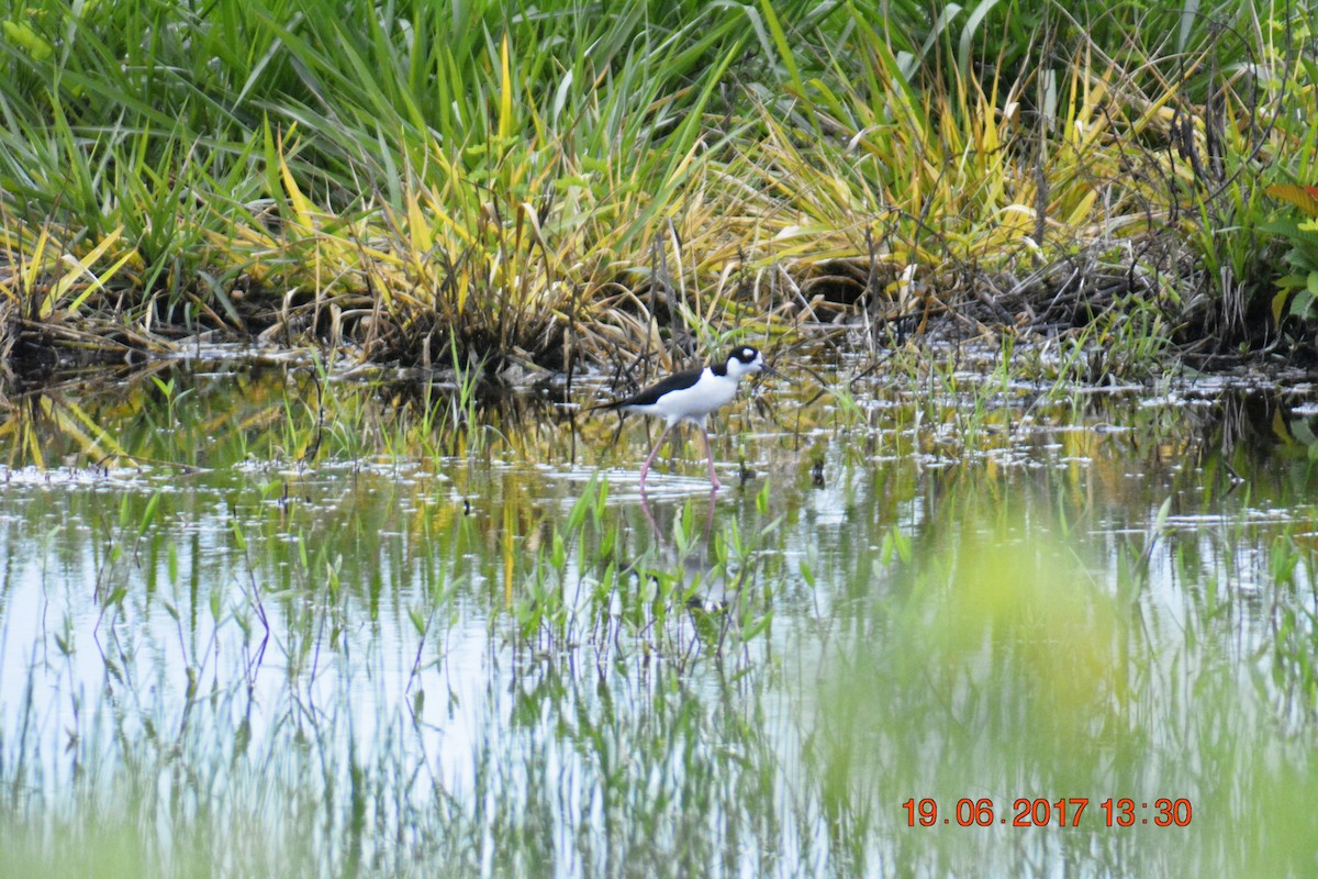 Black-necked Stilt - Elías  Salvatierra