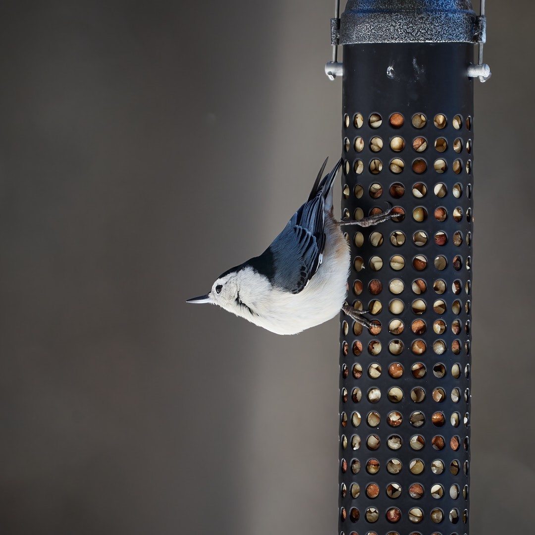 White-breasted Nuthatch - ML614914928