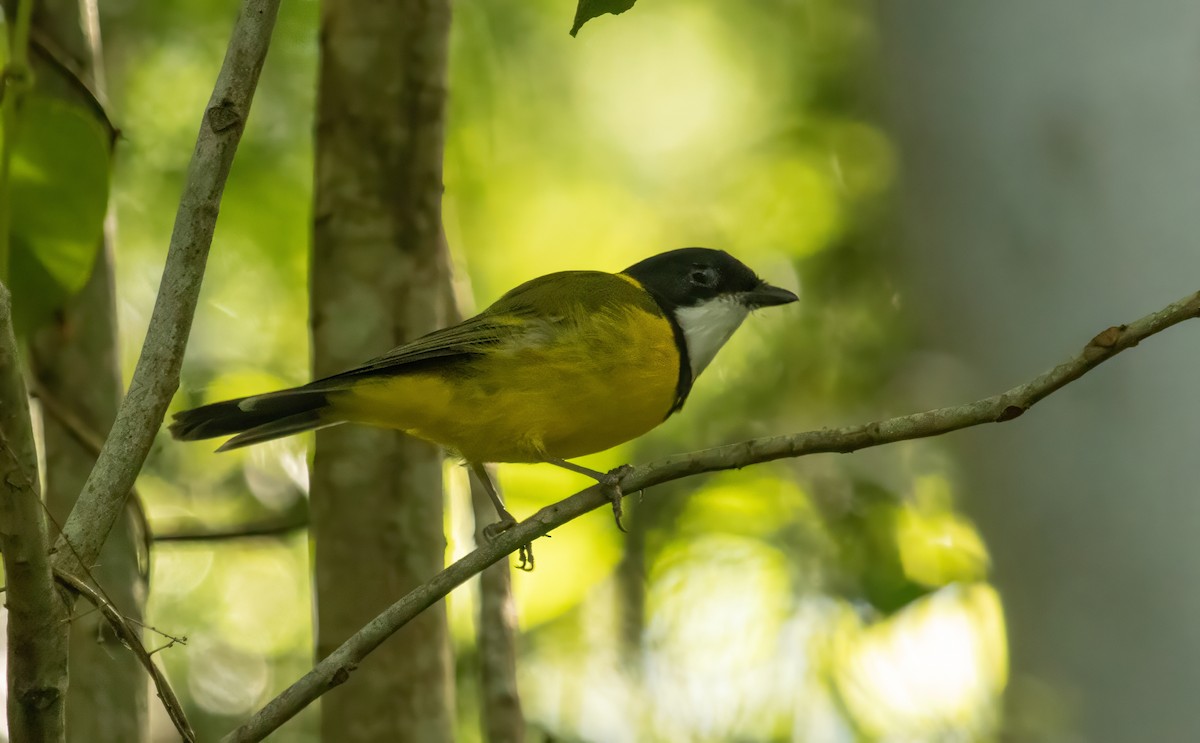 Golden Whistler - ML614914938