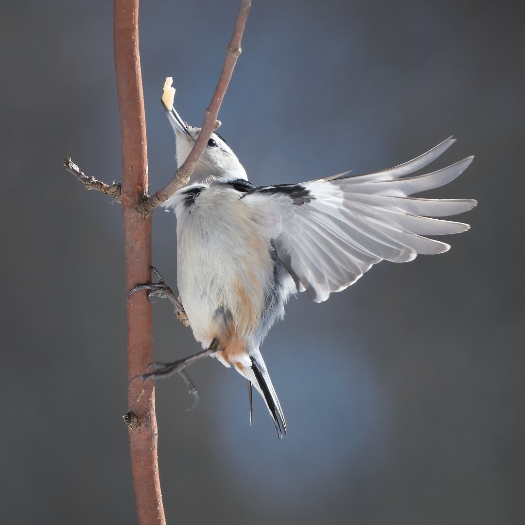 White-breasted Nuthatch - ML614914942